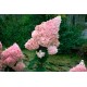 Гортензия метельчатая Ванилла Фрейз (VANILLE FRAISE) 